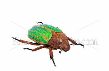 photo - beetle-15-jpg